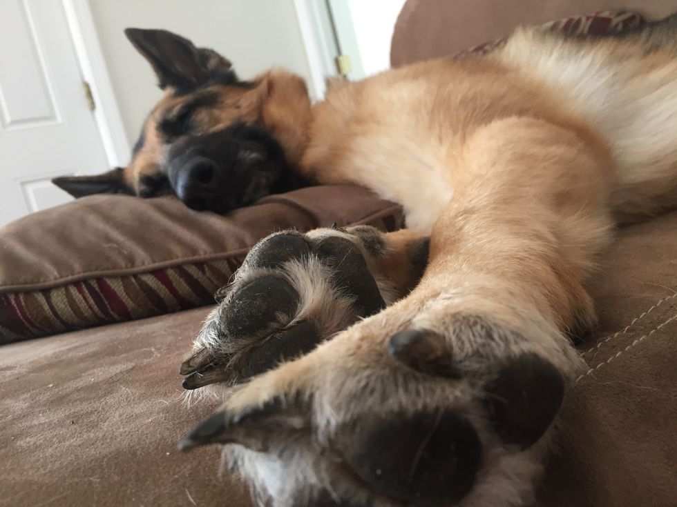 6 Things I've Learned From My Dogs