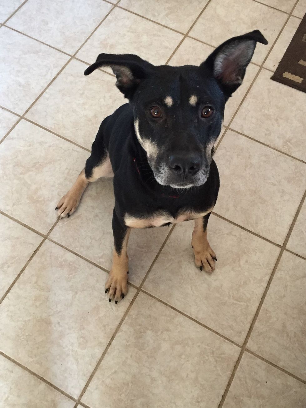 7 Reasons Adopting From A Shelter Is Important