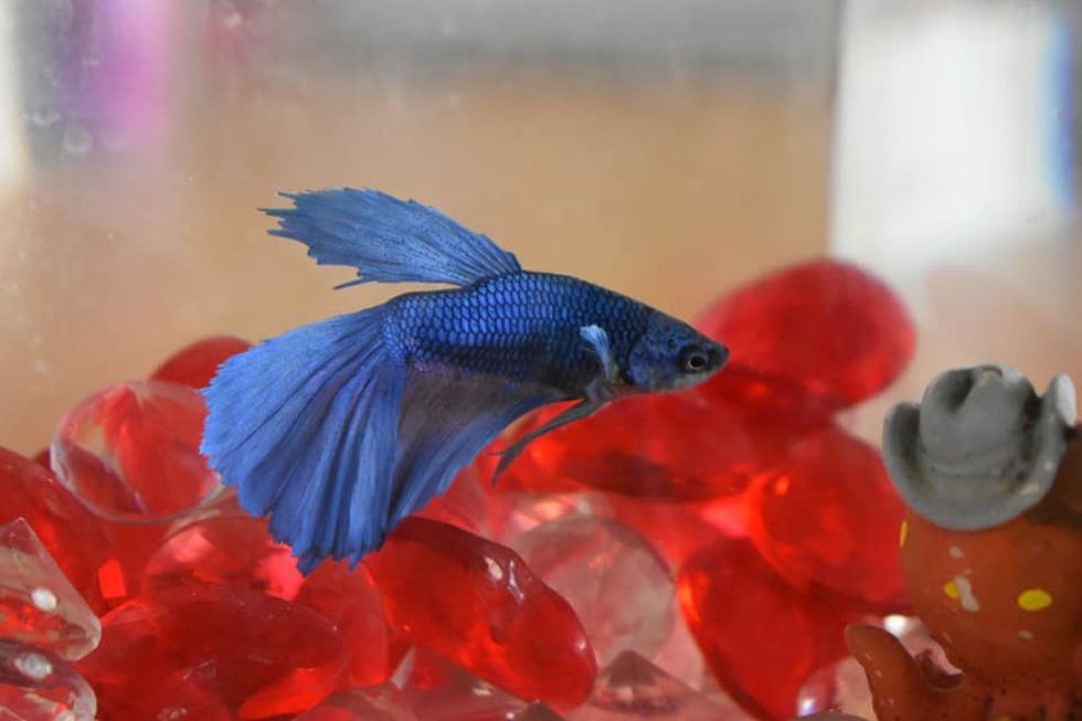 Having A Fish In College Is All Fun And Games Until It Stops Moving