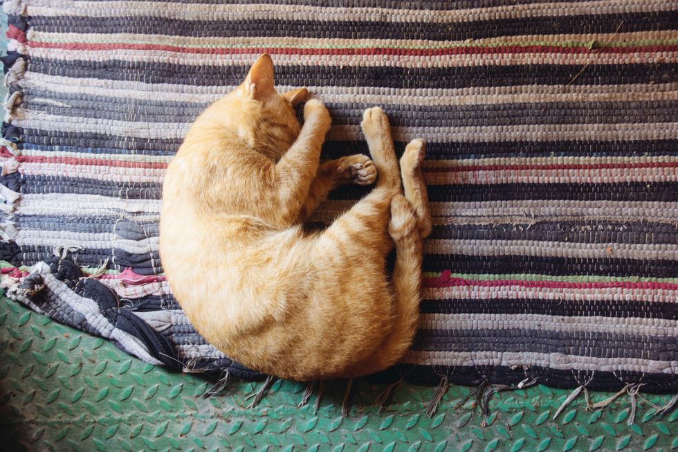 10 Signs You're Really A Cat Stuck Inside A College Student's Body