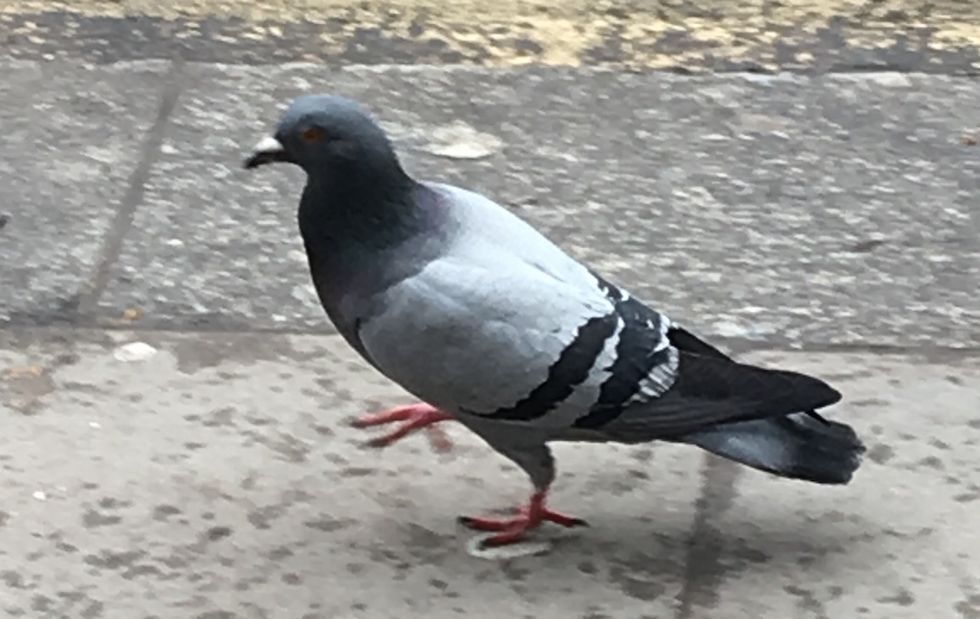 A Study Of Pigeons: Applying Burns' Theory Of Pigeon Hierarchy