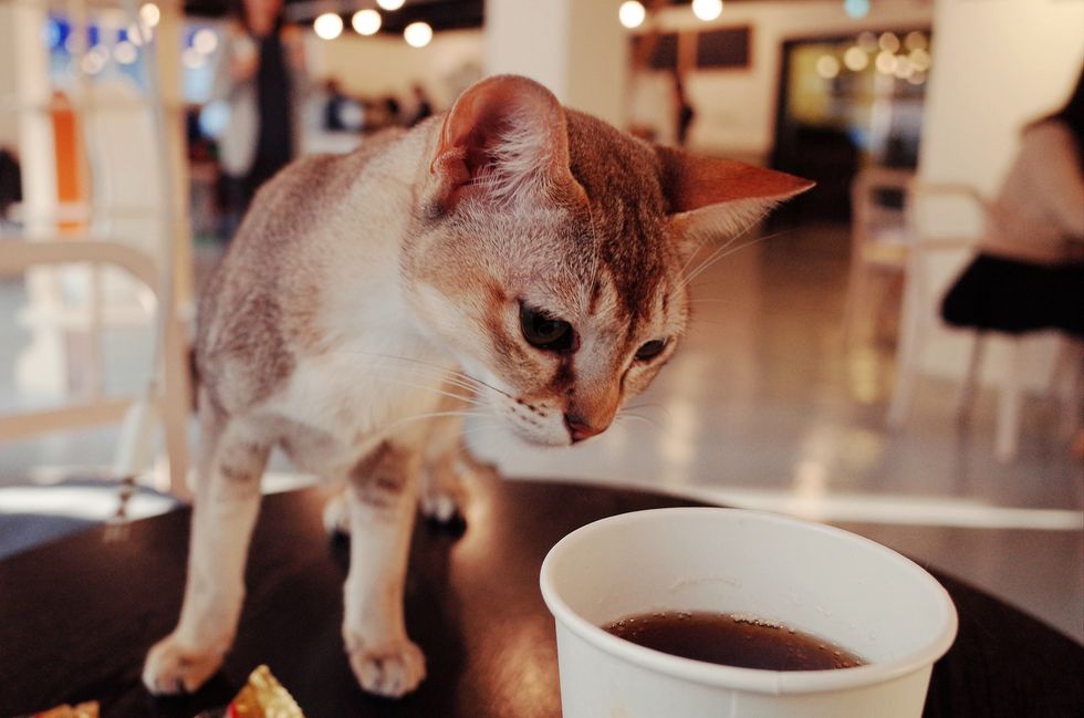 The Three C's: Cats, Coffee, and Cuteness