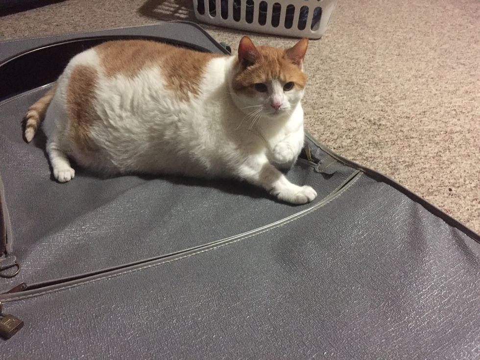 11 Reasons Why You Should Adopt An Animal From A Shelter Instead Of Buying From A Breeder