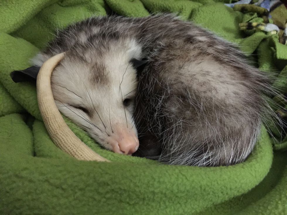6 Reasons College Students Are Like Opossums
