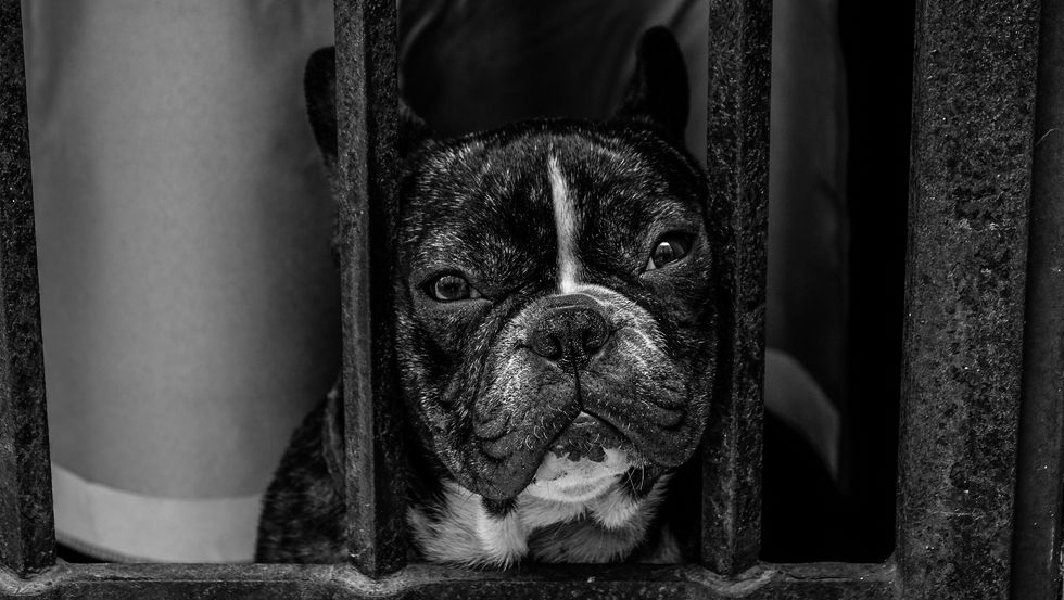 An 11-Year-Old Girl's French Bulldog Is One Of Many Collective Deaths Of Pets On United Airlines