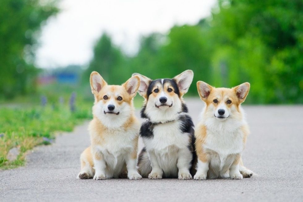 18 Things That Are Better With Corgis