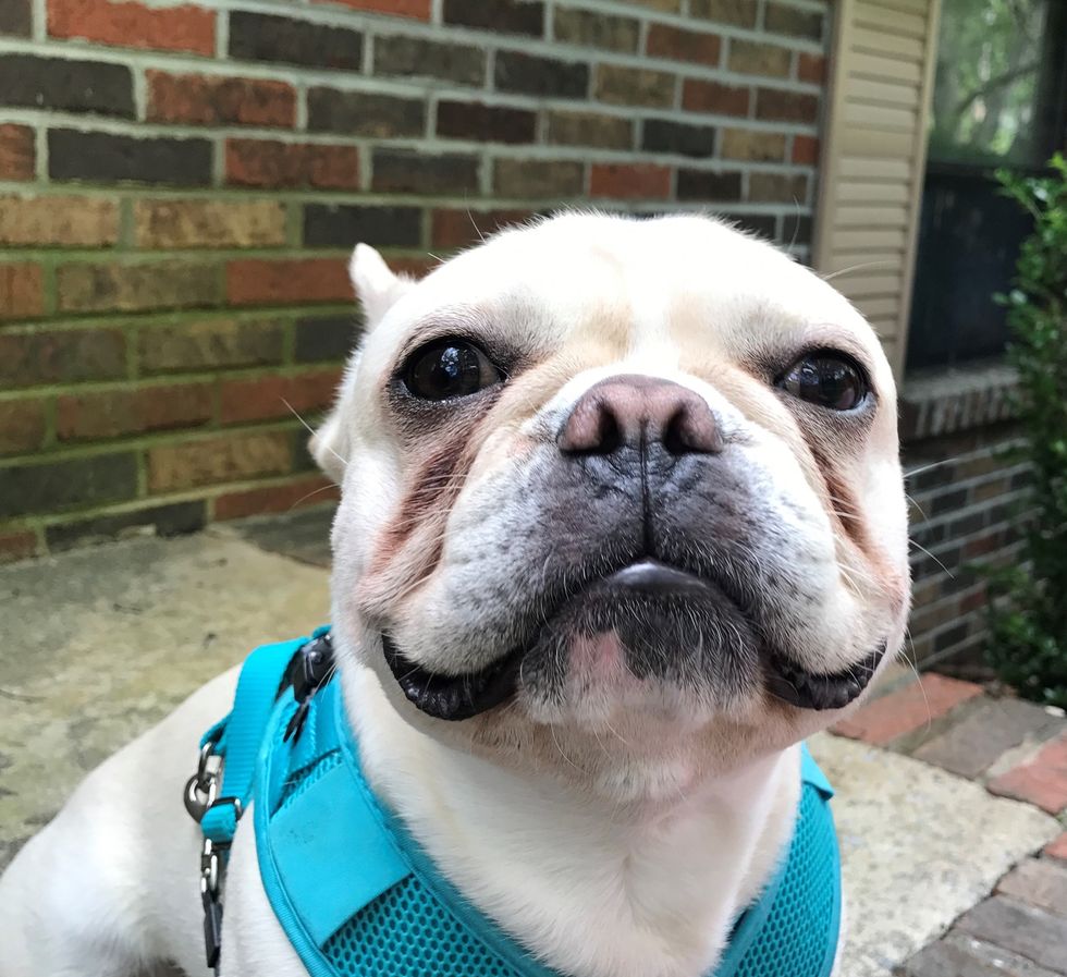 10 Things Only A Dog Parent Will Understand