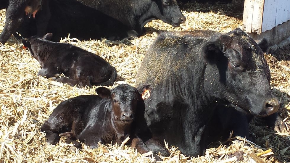 The Beauty Of Spring On The Farm