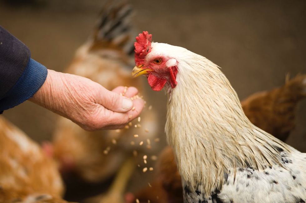 7 Reasons I Really Want To Own Chickens, I Think It's An EGGcellent Plan