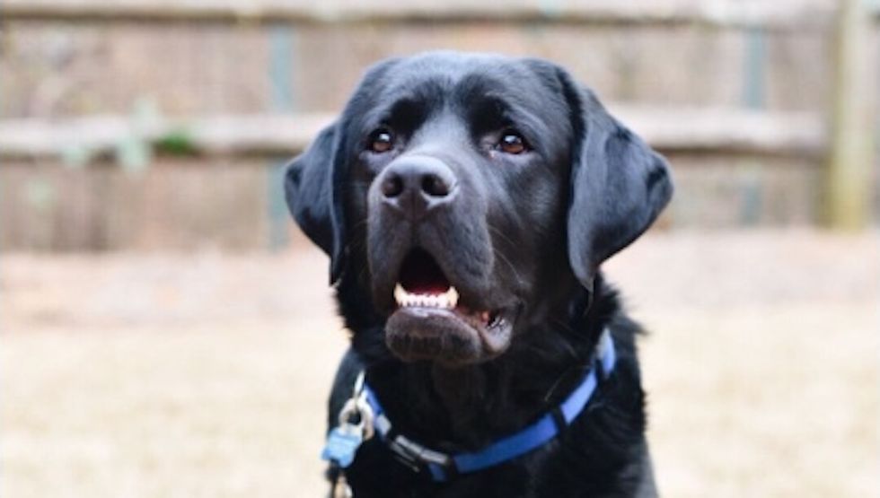 10 Real Truths About Having A Dog In College