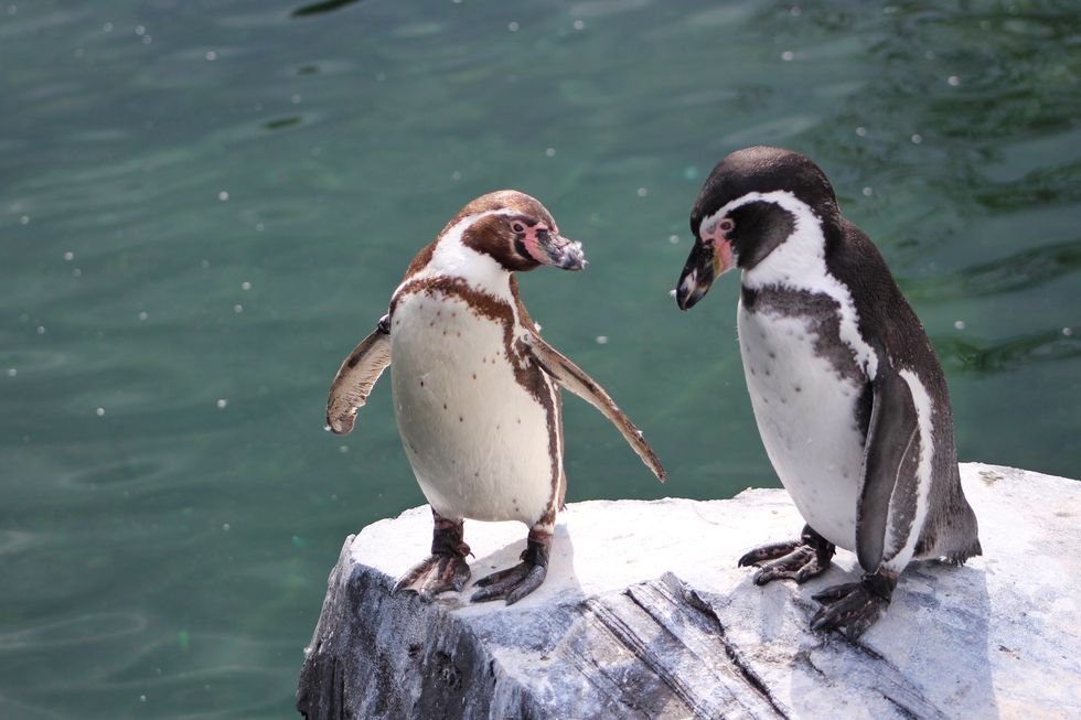 7 Cute Penguin Gifs As Days Of The Week