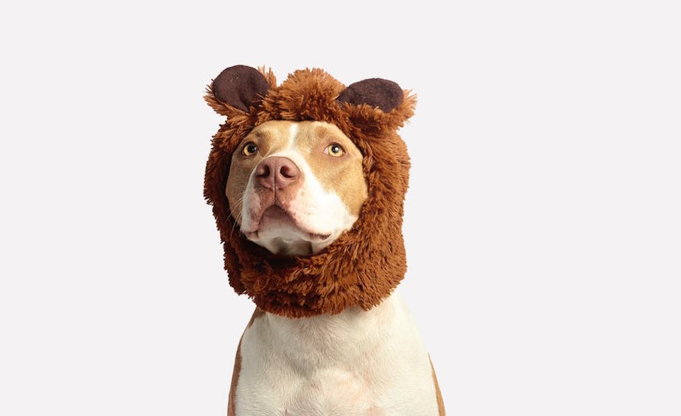 Pitbulls Are Not The Problem, You Are