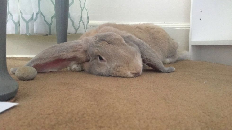 7 Tell Tale Signs You Are A Bunny Owner