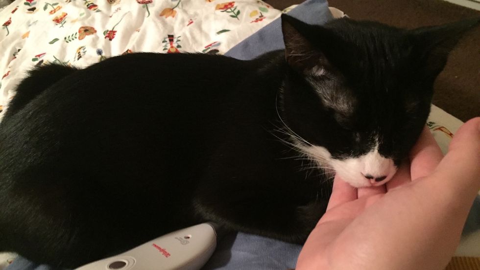 Yes, I Have An Emotional Support Animal, And No, I’m Not Faking It Just To Have A Pet