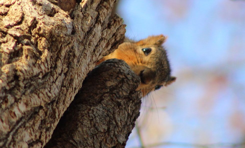 15 Types Of Squirrels You'll See On Any College Campus