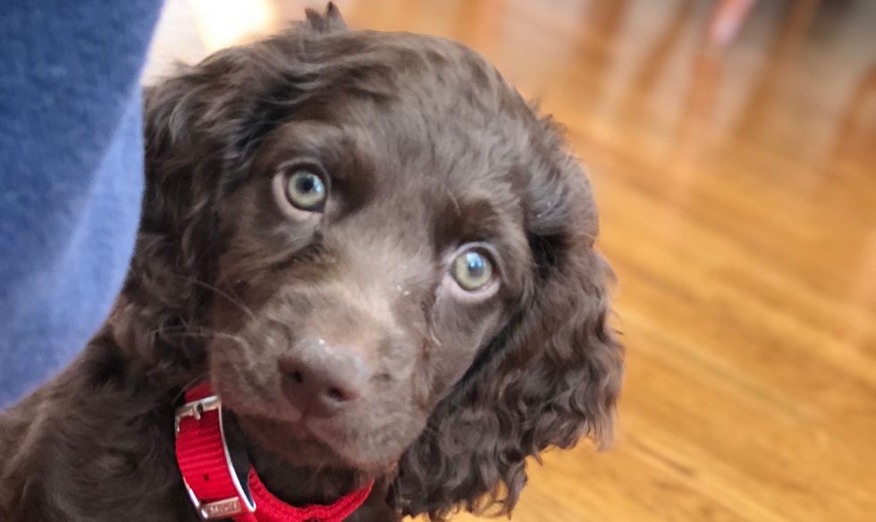 12 Things That Happen When You Get A New Puppy
