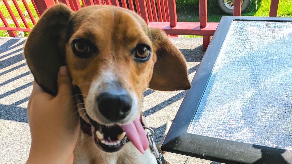 7 Problems All Beagle Owners Understand