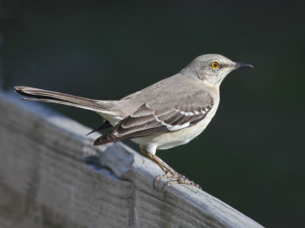 Spring Is Here And It's Officially Mockingbird Attack Season