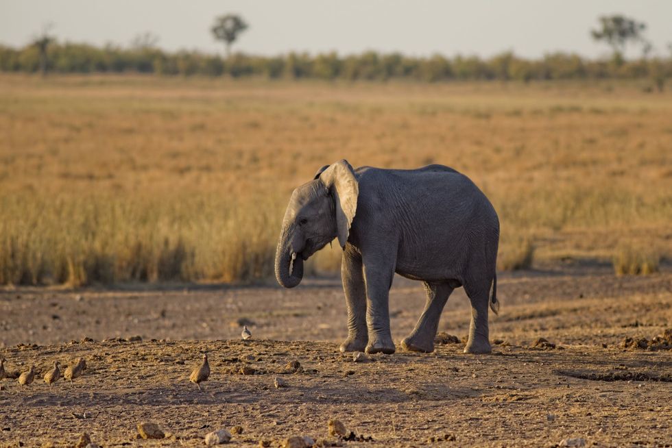 10 Reasons Elephants Should Be Your Favorite Animal, Too