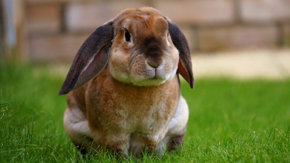 You Can't Force An Omnivorous Animal To Eat A Vegan Diet, But These 9 Pets Would Be Happy To Munch On Some Veggies