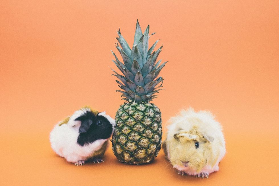 I Will Never Adopt a Guinea Pig, And Here's Why