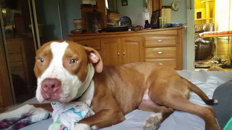 The 'Do's And Don'ts' For Your Newly Adopted Pup