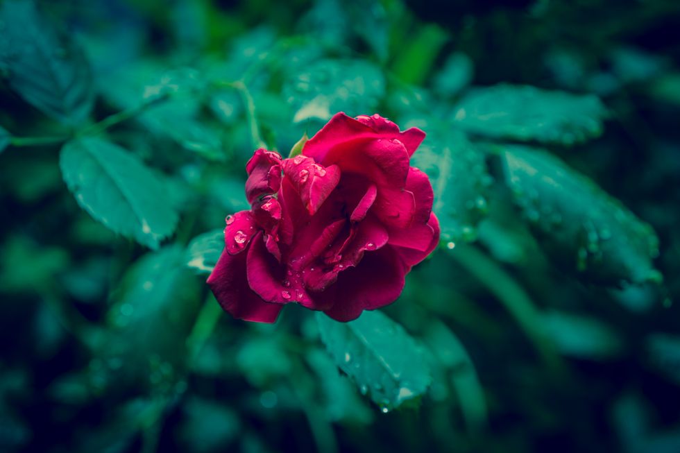 Fiction On Odyssey: A Flower In The Rain