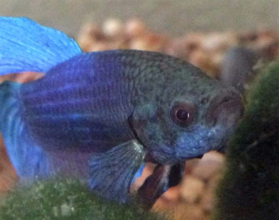 The Absolutely 100% True Story Of How My Fish Almost Drowned