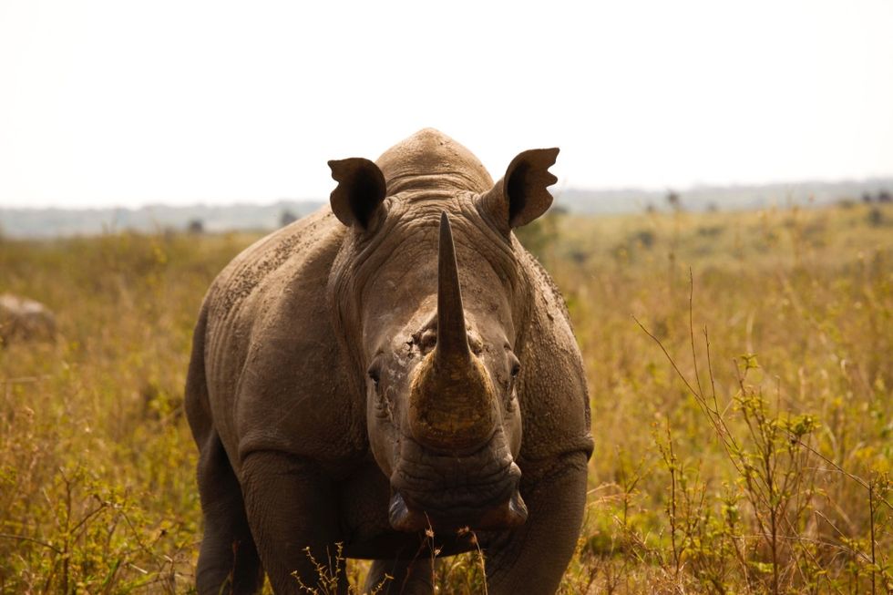 I Saw Northern White Rhinos But We Might Be The Last Generation To Have That Privilege