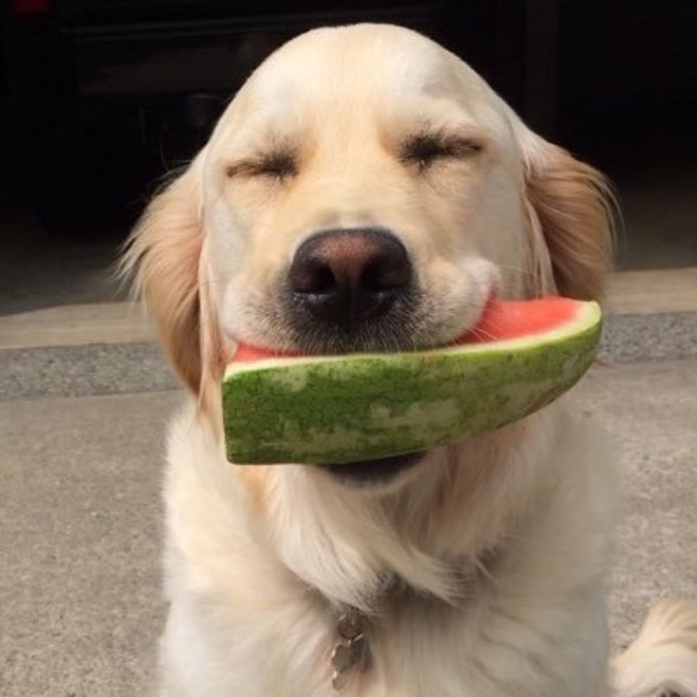 9 Of The Best Tweets From The 'Thoughts Of Dog' Twitter Account, For All You Humans To Enjoy