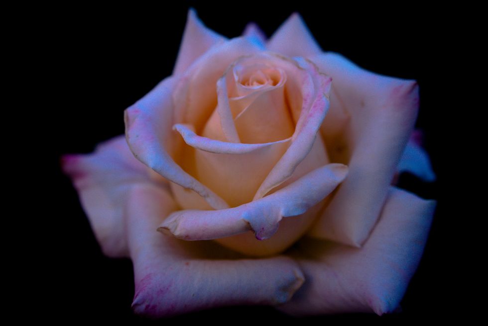 Poetry on Odyssey: Snakes And Roses