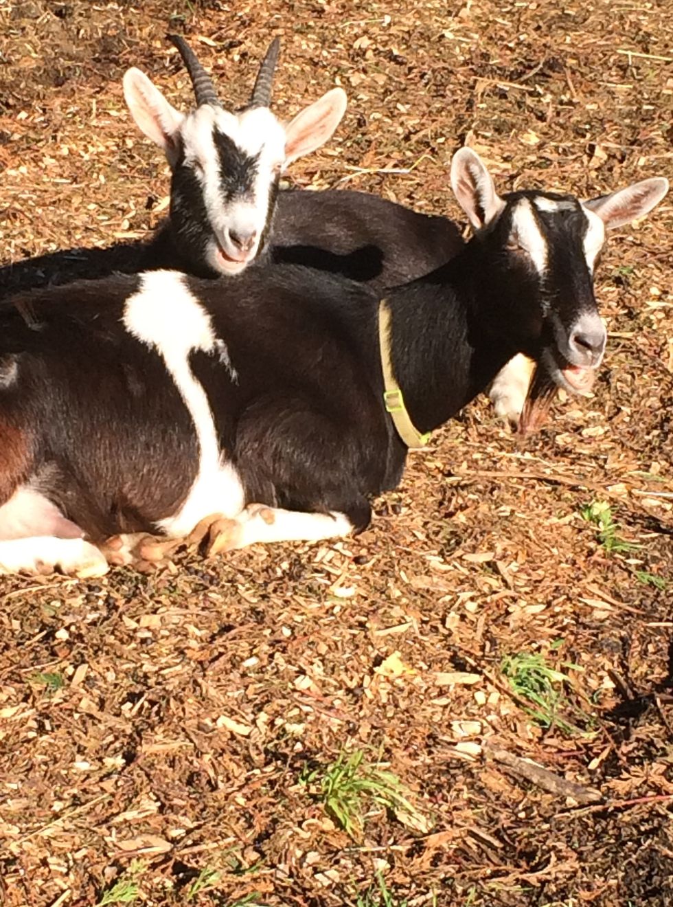 Prove it-Poetry on Odyssey