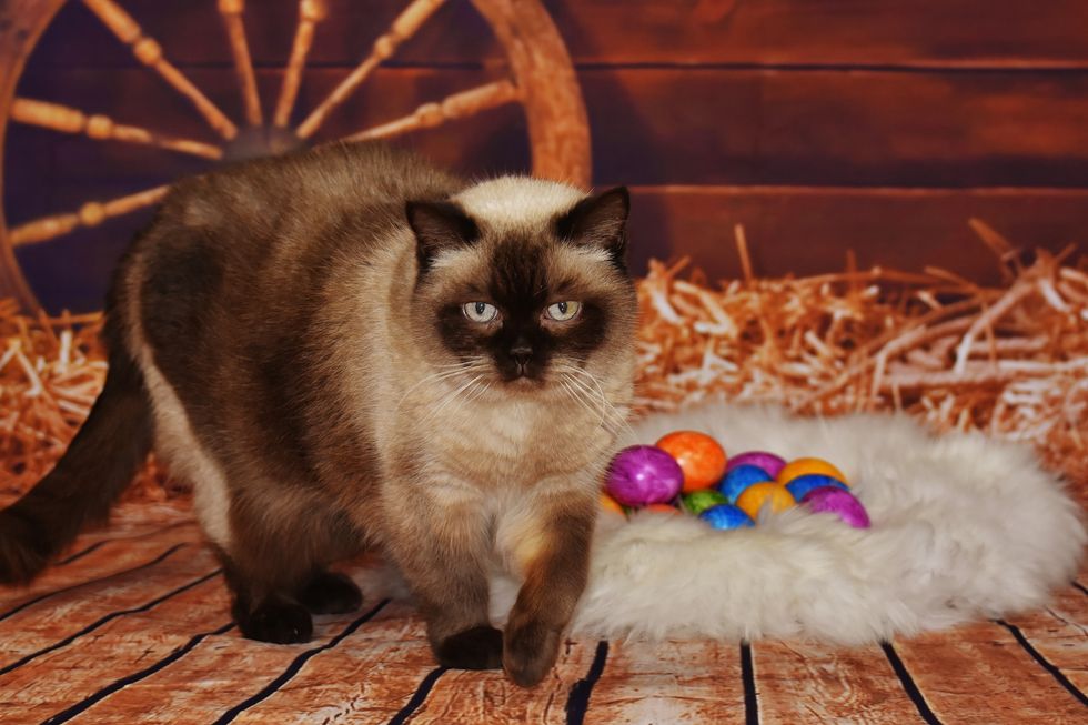 To The Humans On Easter, From Cat