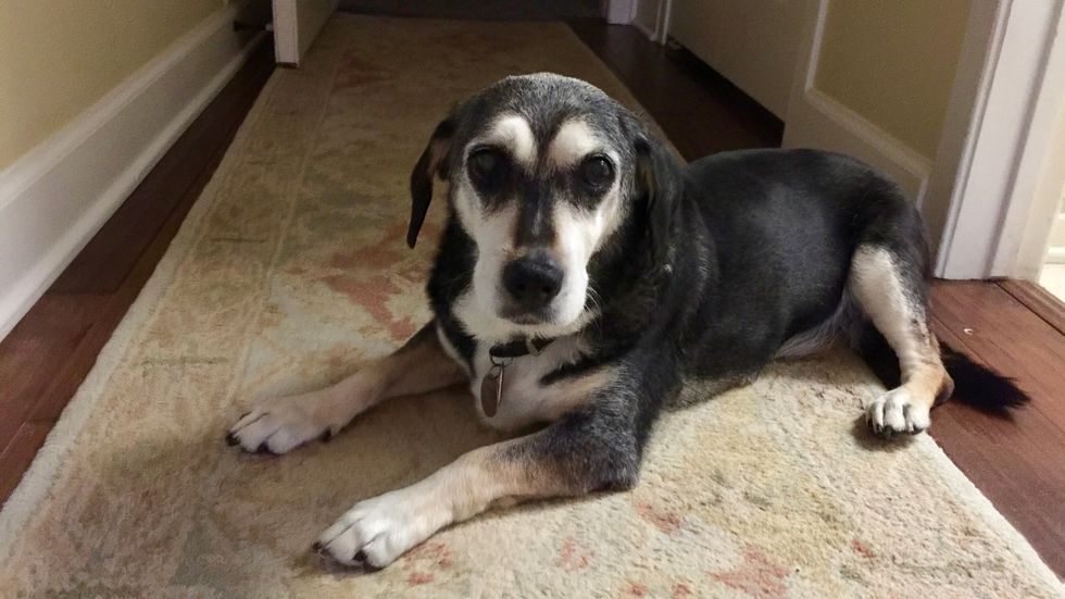 An Ode To My Furry Best Friend