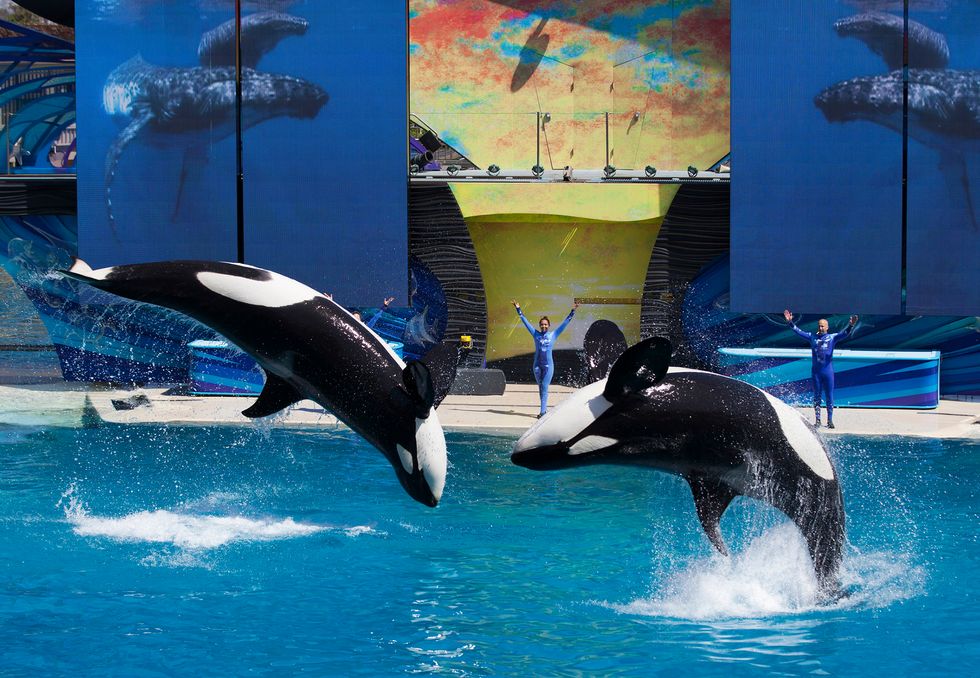 Why I Will Never Go To SeaWorld