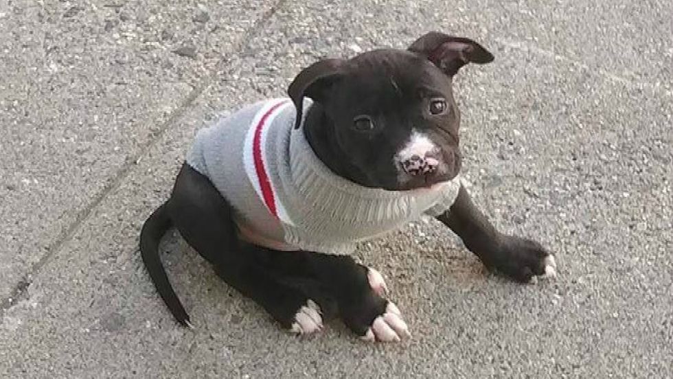 As A Dog Owner, You Can't Deny Experiencing These 14 Struggles