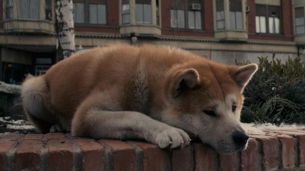 One Dog Displayed The True Meaning Of Unwavering Loyalty, And I'm Crying Right Now