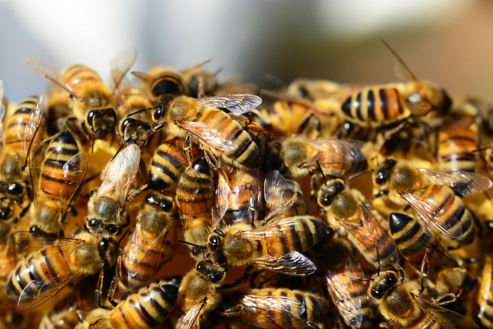 Honeybees Are Finally Making A Comeback