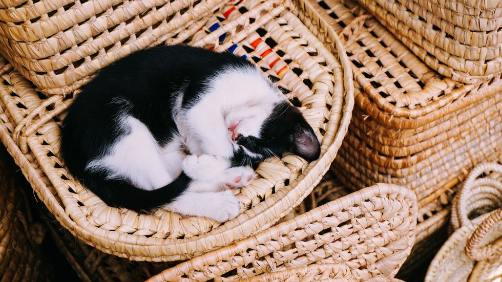 5 Reasons Why Every Girl's Cat Is Her Best Friend