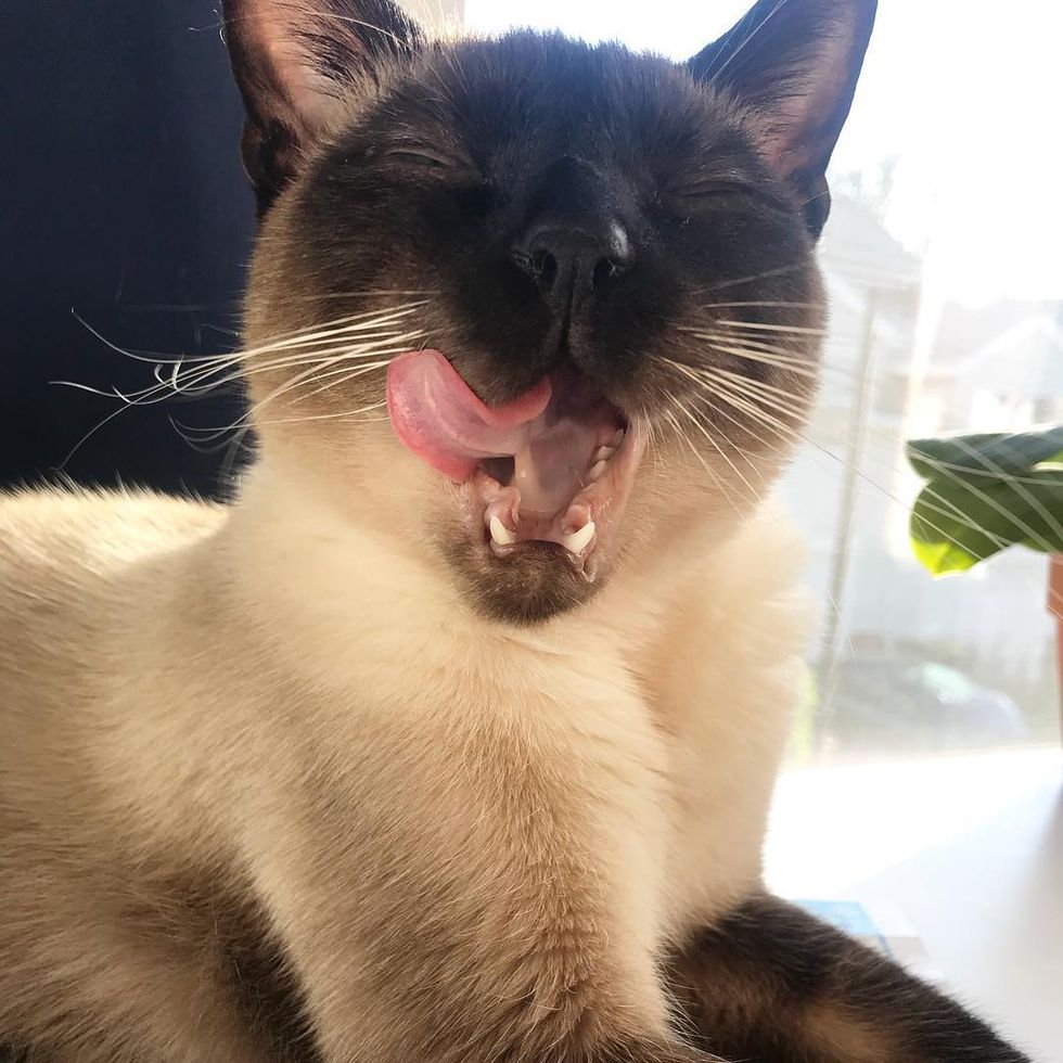 Adopting An Older Cat Was One Of The Most Meaningful And Celebrated Decisions Of My Life