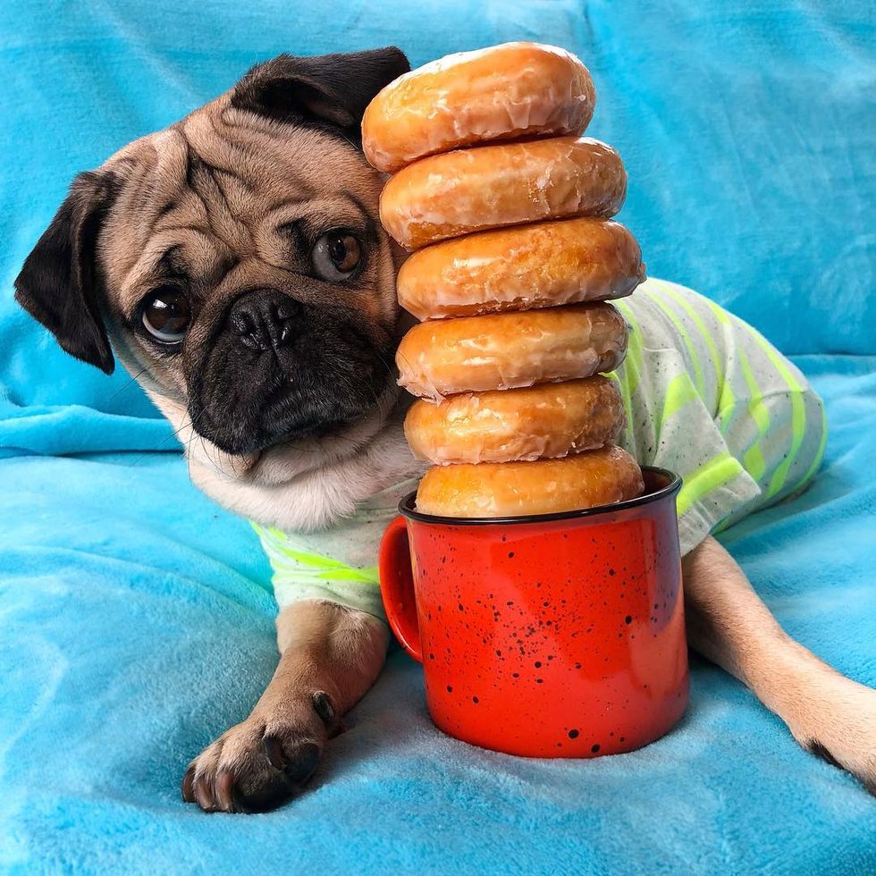 5 Of The Best Instagram Dogs To Instantly Brighten Your Day