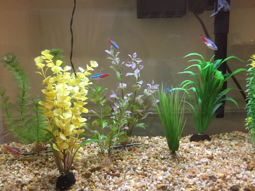 5 Mistakes People Make With Pet Fish