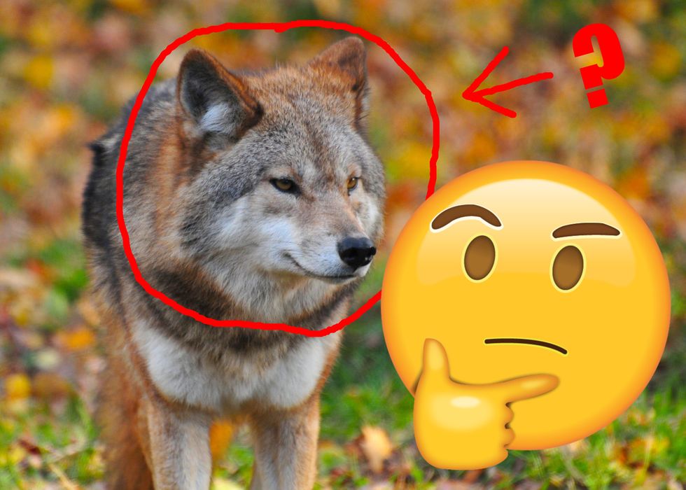 5 Famous People You Didn't Know Were Closet Furries