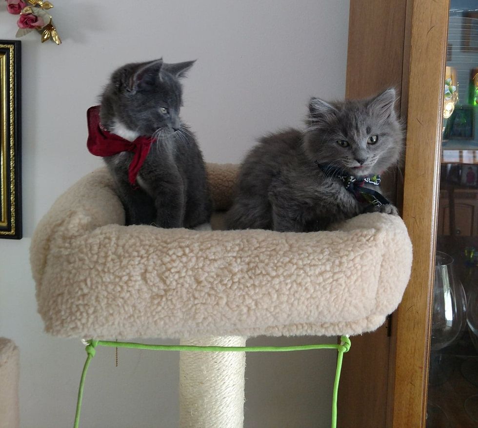 The Chimney Kittens