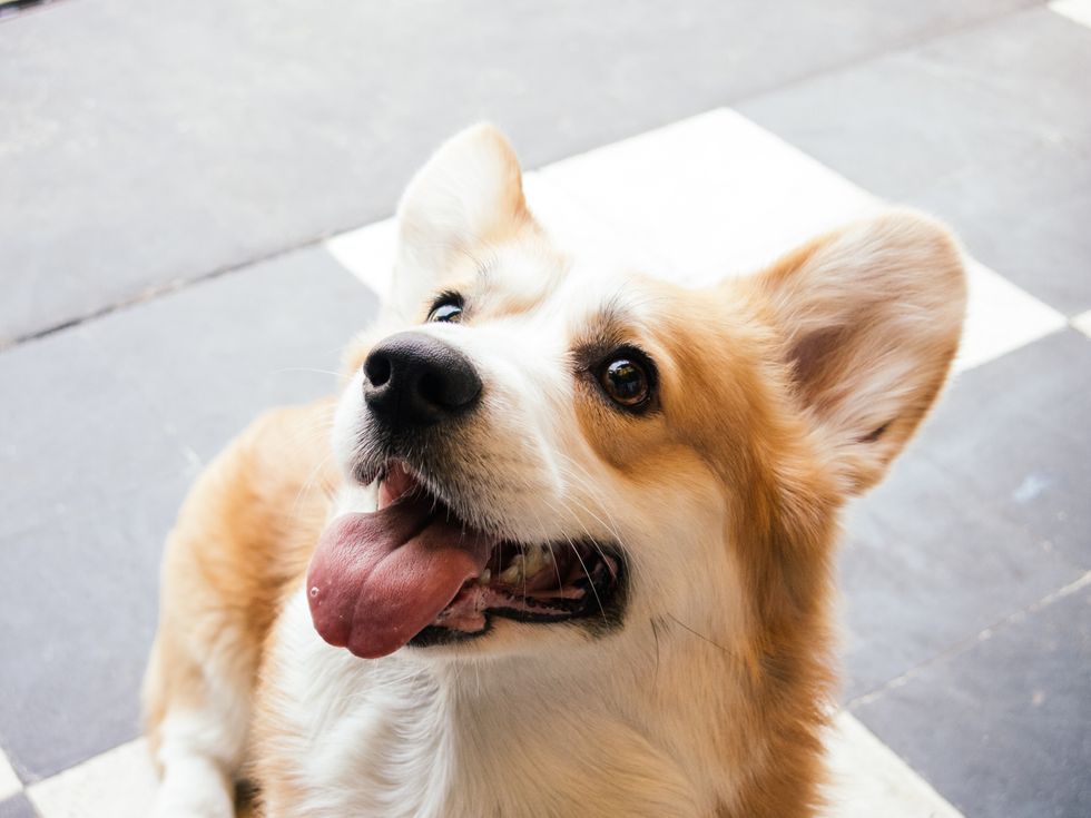 23 Reasons Corgis Are The Best Thing On Four Legs