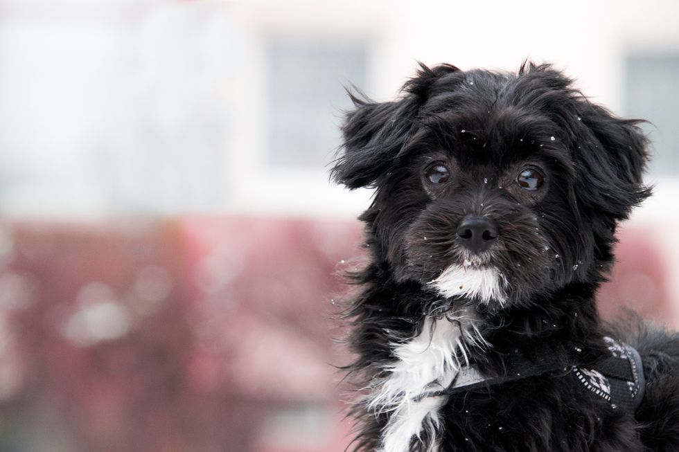 What Your Dog Is Borking (in English)