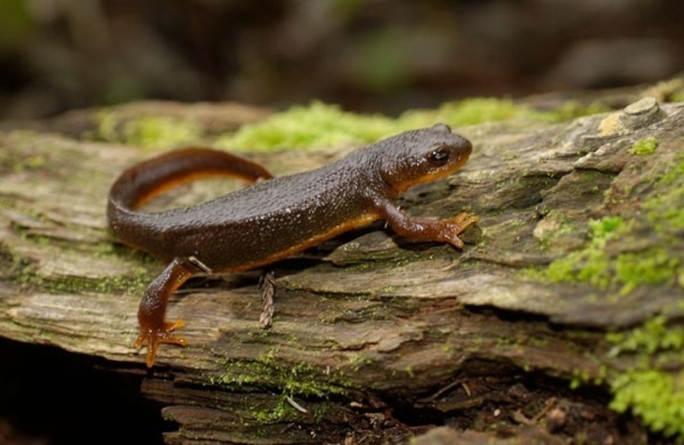 The Salamander Way Of Life