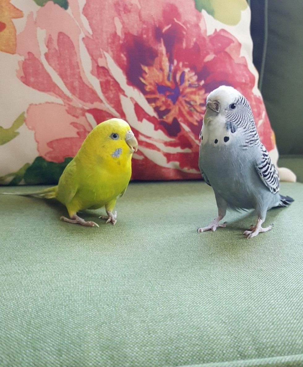 My Budgies Are The Most Loyal Pets I Know, And I Can Never Love Them Enough For It