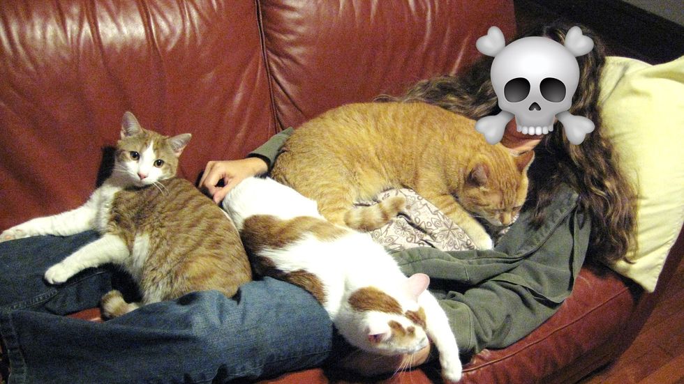 TBH, I'll Probably Die Alone With 15 Cats, And Here's Why