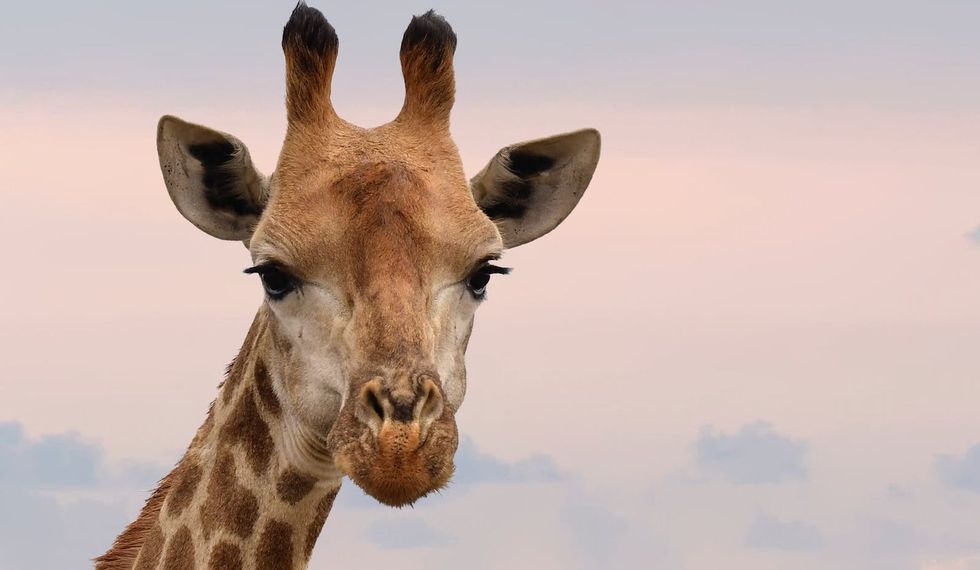 Giraffes Are Silently Becoming Extinct, And It's A Tall Problem